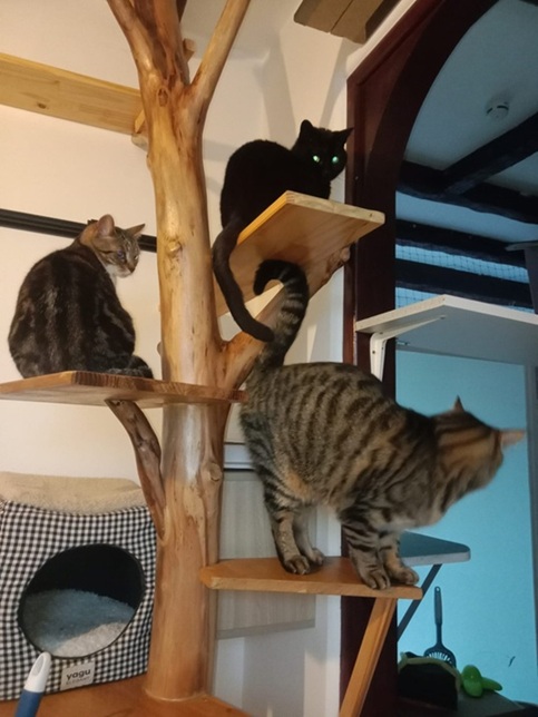 arbre à chat pension